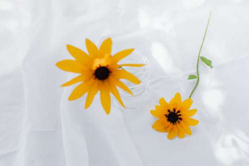 Neutral backgrounds - flowers in vases