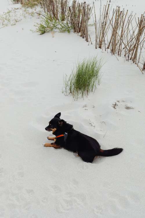 Small dogs on the beach - mixed-breed dogs