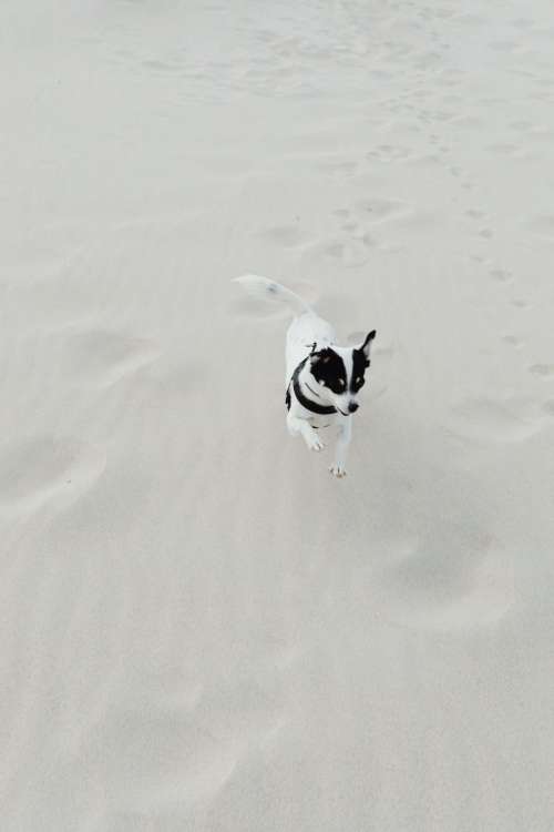 Small dogs on the beach - mixed-breed dogs