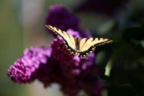 Butterfly Close Garden Free Photo