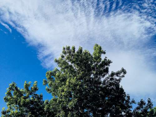 Tree Sky Clouds Free Photo