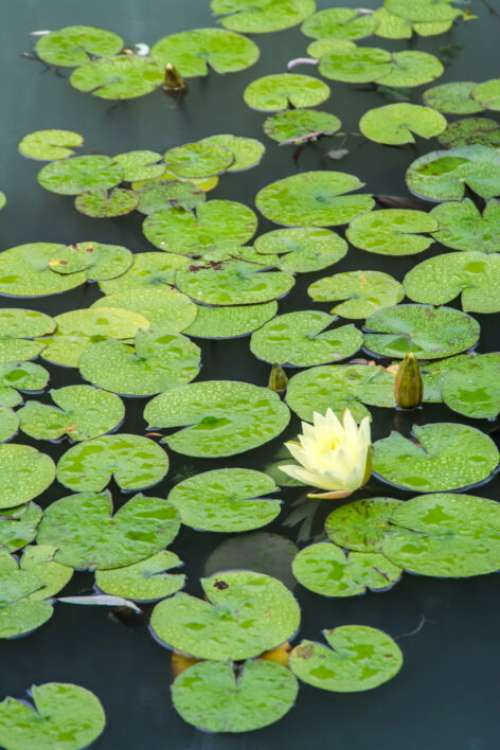 Water Lotus Pond Free Photo