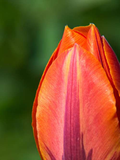 Tulip Flower Close up Free Photo