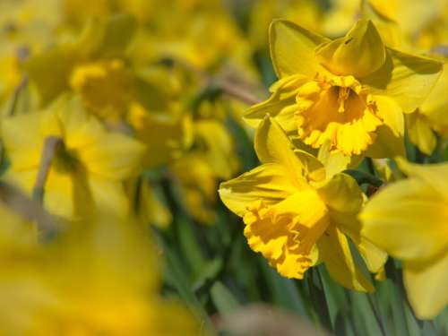 Yellow Daffodil Flowers Free Photo
