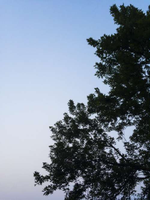 Tree Silhouette Sky Free Photo