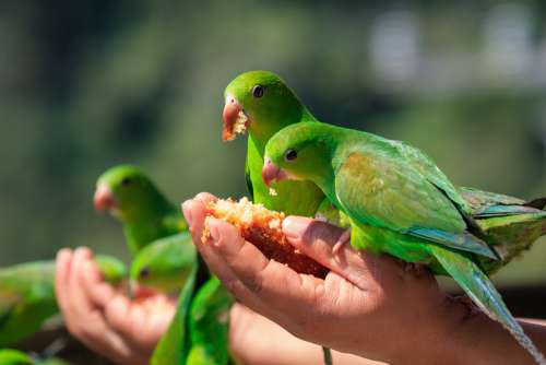 Hands Holding Feed For Small Vibrant Green Birds Photo
