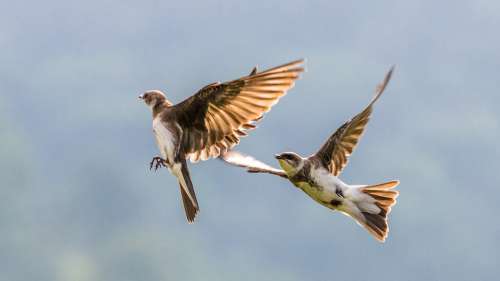 Two Brown Birds Mid Flight Against A Blue Sky Photo