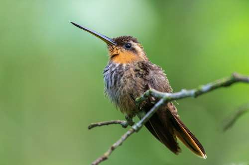 Small Bird With A Long Thin Beak Sits On Wooden Branch Photo