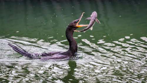 Bird Catches Fish In Its Beak While Floating In The Water Photo