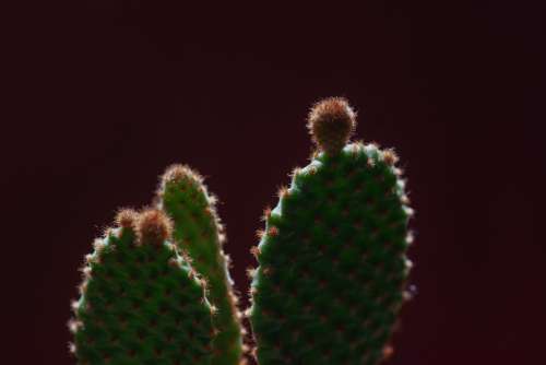 Green Cactus With Orange Spikes Photo