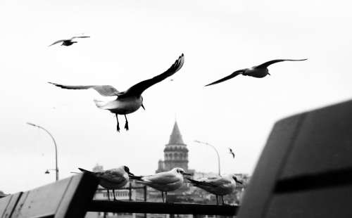 Birds Captured In Flight And Perched In Black And White Photo