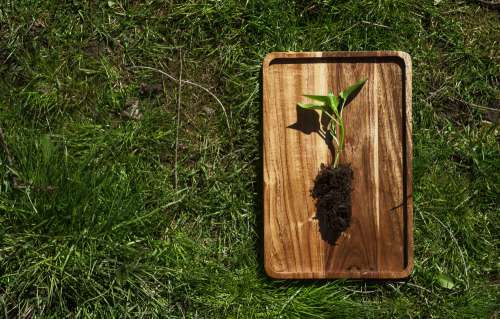 Young Pepper Plant On A Wooden Tray In The Grass Photo