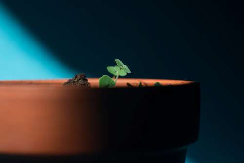 Small Young Sprouts Of A New Plant Peek Over A Pot Photo