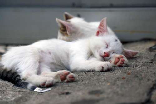 White Kittens Sleeping Soundly On The Concrete Outside Photo