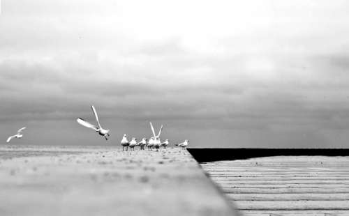 Black And White Photo Of Birds On Cement Photo