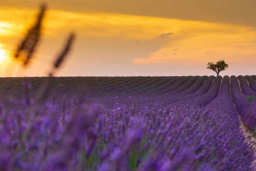 Rows Of Purple Lavender At Yellow Sunset Photo