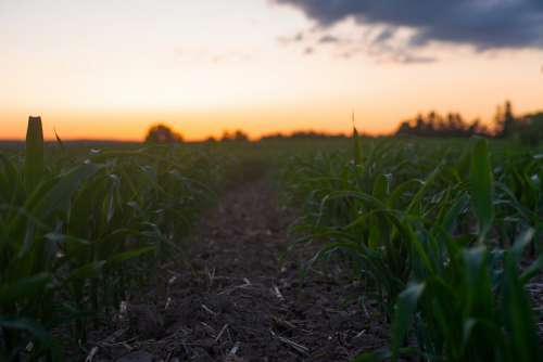 Rows Of Young Corn In A Farmers Field At Sunset Photo