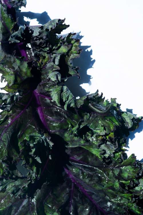 Close Up Of Crisp Green And Purple Curly Kale Photo
