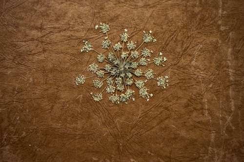 Dried And Pressed Plant Lays On Brown Leather Photo