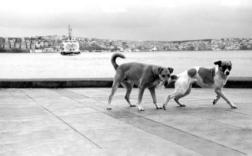Two Dogs Walking By The Water In Black And White Photo