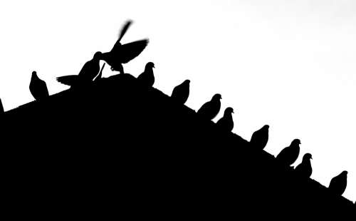 Multiple Birds Sitting On A Roof In Black And White Photo