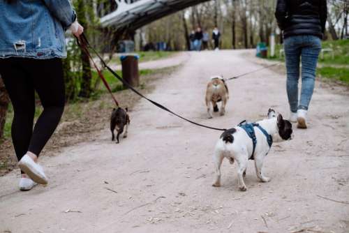 Three dogs on a walk