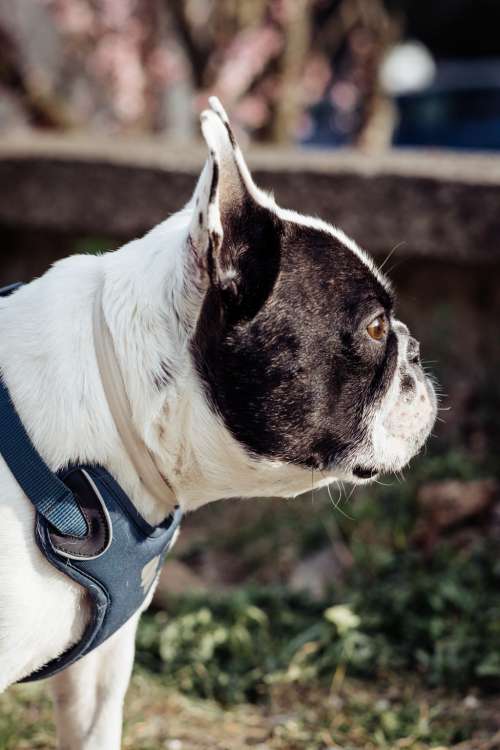 French Bulldog profile
