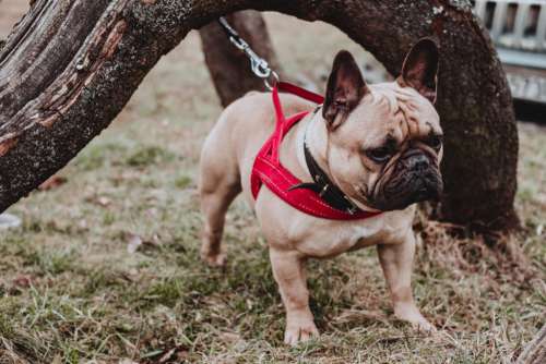 French Bulldog wearing a red harness 2