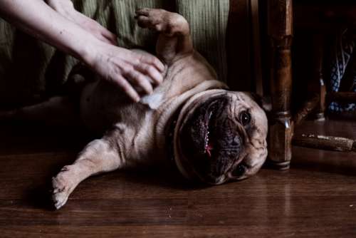 French Bulldog getting tummy scratches