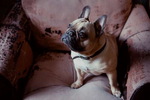 French Bulldog in an armchair 2