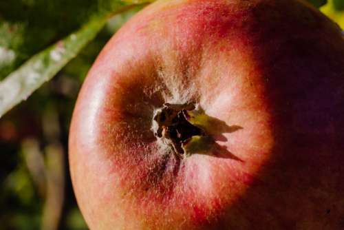 Closeup of an apple