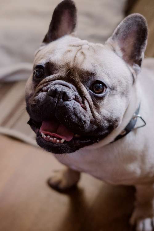 French Bulldog smiling