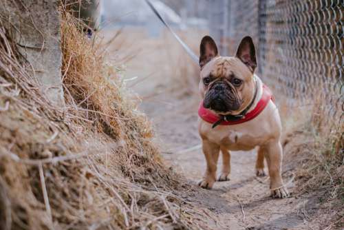 French Bulldog wearing a red harness 4
