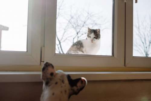 Cat and dog stare off