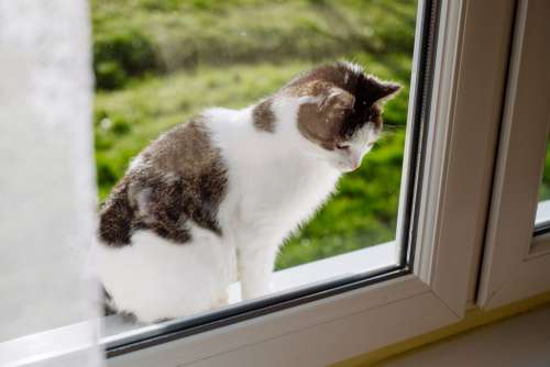 Cat looking through the window from the outside