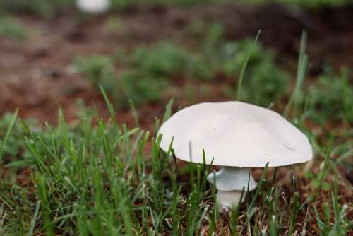 Champignon mushroom 3