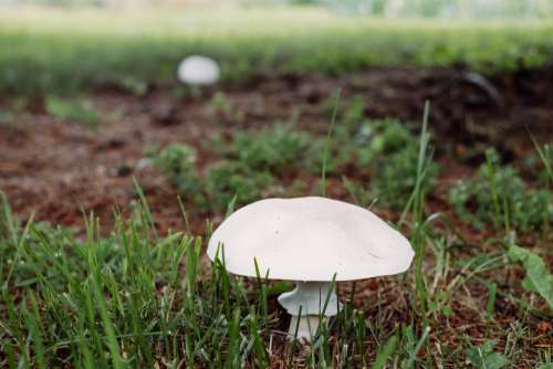 Champignon mushroom 2