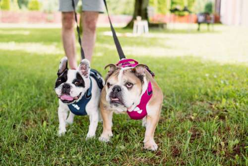 English and French Bulldogs on a leash 2