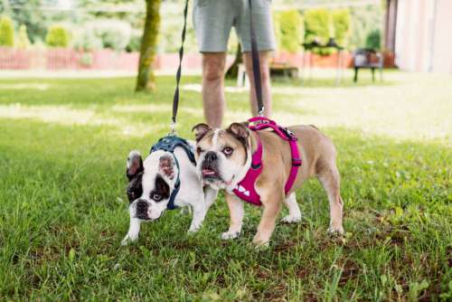 English and French Bulldogs on a leash