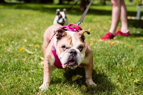English Bulldog on a leash staring into the camera