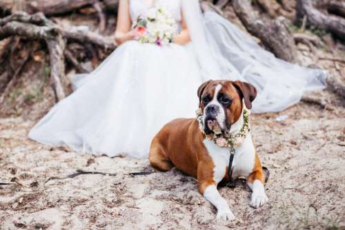 Boxer wearing a floral collar guarding the bride 2