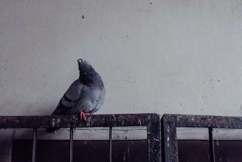 Grey pidgeon on a rusty metal railing