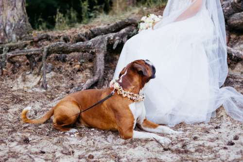 Boxer wearing a floral collar guarding the bride