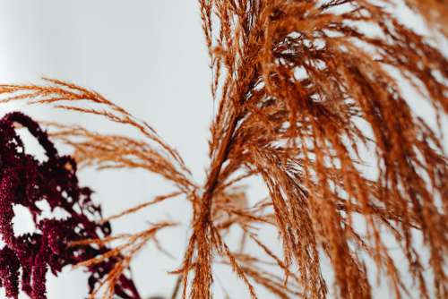 Dried flowers - still life - backgrounds