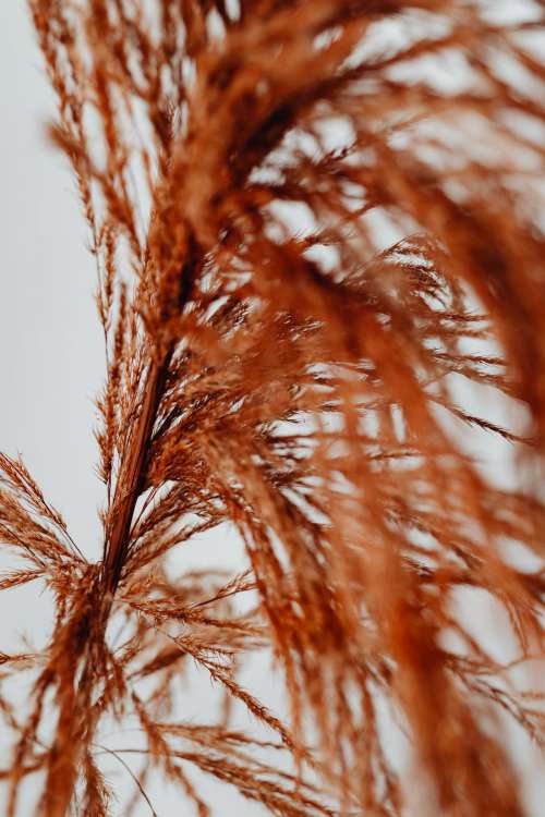 Dried flowers - still life - backgrounds
