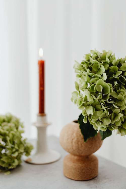 Dried flowers - still life - backgrounds