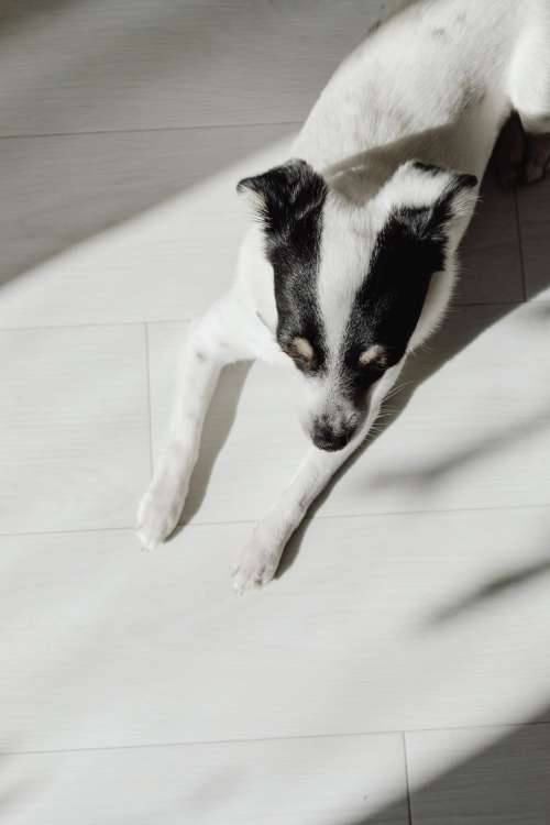 Cute black and white dog