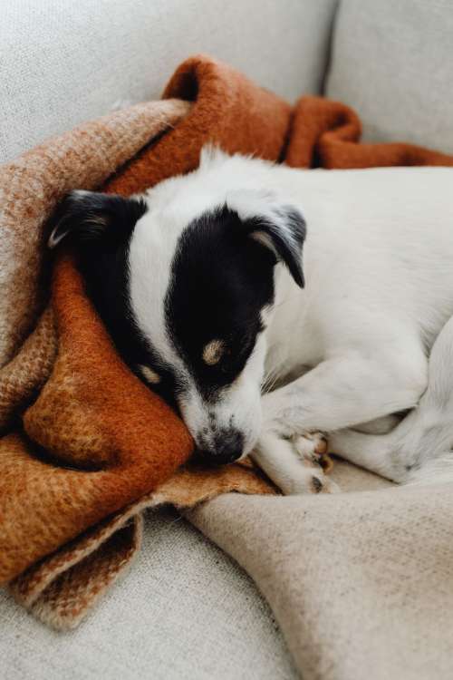 Cute black and white dog