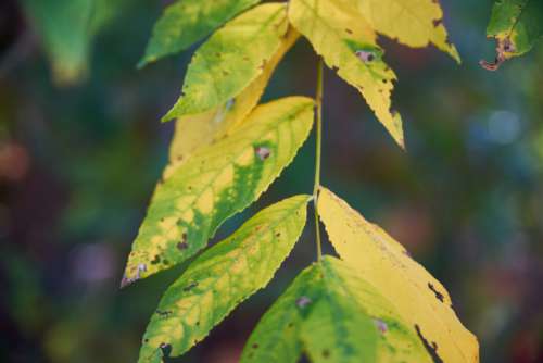 Fall Leaf Autumn No Cost Stock Image