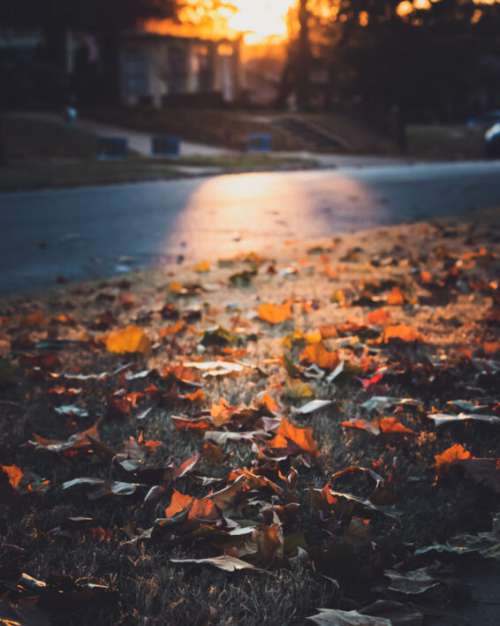 Fallen Leaves Nature No Cost Stock Image
